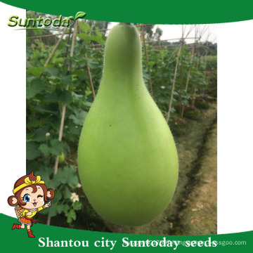 Suntoday easy management bottle gourd seeds sale export import in agriculture companies gujarat seeds(16001)